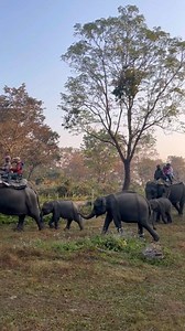 A UNESCO World Heritage Site and Biosphere Reserve Manas National Park is a treasure trove for wildlife enthusiasts and nature lovers. #AwesomeAssam #ExploreAssam #ManasNationalPark #WildlifeAssam | Awesome Assam