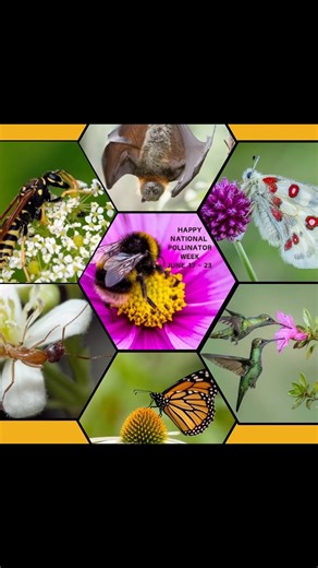 🦇🐝HAPPY POLLINATOR WEEK! 🪲🪰 Pollinator week is celebrating its 18th year bringing awareness and protection to our precious pollinators 🦋 Small animals like beetles, wasps, birds, butterflies, and even bats are responsible for providing us with 1 out of every 3 bites of food! 🦇 Pollination is vital to the reproduction of plants. The very same plants that feed us and all the creatures around us 🦜 Pollinators are absolutely critical to the health and viability of our ecosystem and are the fi