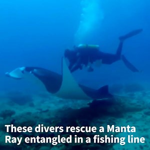 183K views · 606 shares | These divers are heroes for saving this manta ray  | VT | Facebook