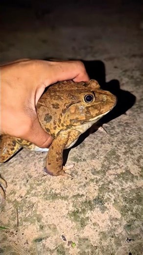 Bonk Bonk the frogs funny | Bullfrog and Toad funny fly or jump | Animal for fun | Funny Frog