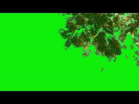Tree Green Screen Video Background || Nature Tree Animation || Chroma Key || Content For Creators