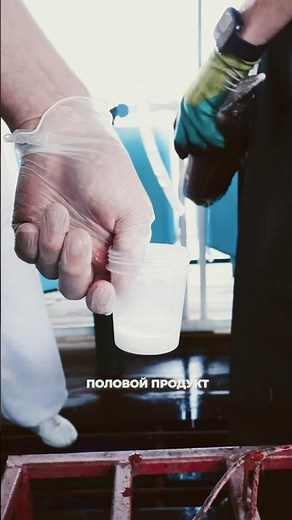 Как берут икру: Технология дойки. #осетр #чернаяикра #русскаярыба #волга #икра #знакизодиака