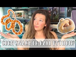 Best Beginner Snake: Corn Snakes vs Ball Pythons