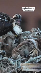 1M views · 4.8K reactions | A little sibling rivalry. Wake up, mom has food for us. | Amber Favorite Photography | Facebook