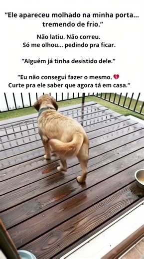 ADOTEI ESSE CACHORRO QUE CHEGOU NA MINHA PORTA
