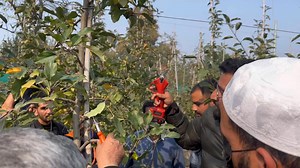 Pruning Masterclasses- Chapter 6: Winter Pruning Techniques for Growth Control. | The Garden Guardians