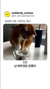 세상에 나쁜 고양이는 없다