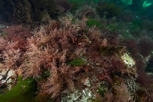 CH4 Global Announces USD $3M Seed Round Funding | Aquaculture