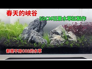 春天的峽谷，50CM石景水草缸製作，都是不用CO2的草|Canyon in spring. Do not use co2 water plants to make an aquarium.