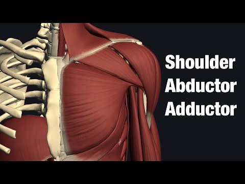 Shoulder abduction and adduction muscles