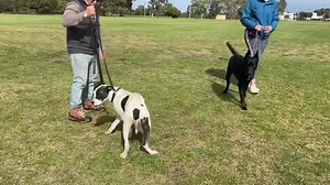 Desperate for Love Dog Pound Rescue@ nine dumped dogs today seven girls two boys every one of them super sweet , it’s a nine hour round trip for the girls to go up and bring these dogs back down from the country pounds on there day of from there real jobs , so big thanks to them for saving these lives . | Dog Communicator - Eric Crozier