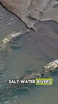 Alligator vs Crocodile – The Real Difference You Never Noticed