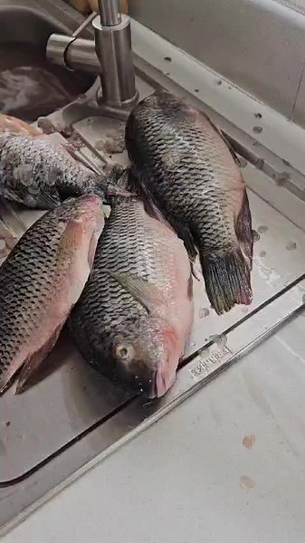 Carl.2346 (@carl.2346)’s videos with original sound - Clinton Mnisi