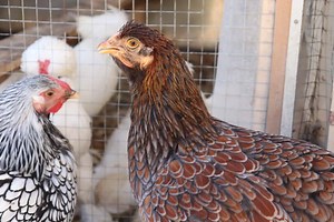 The Wyandotte Chicken Breed: Everything You Need to Know