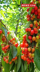 19K views · 130 reactions | #Cherry picking has begun in parts of #Ganderbal district, which is among the largest #producers of cherries. Video / Ehsaan Yousf | JK News Live | Facebook