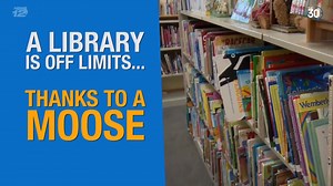 The 30: Lingering moose causes library closure | News 12 New Jersey