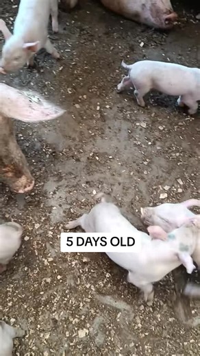 Essential Care for 5-Day-Old Piglets