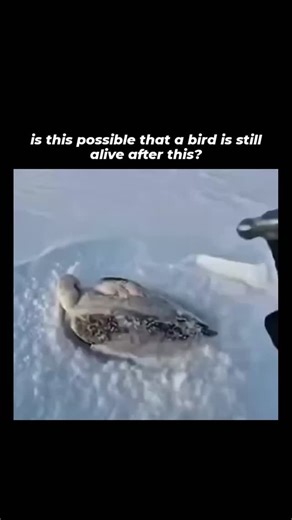 Zahan on Instagram: "The post shares a 15-second video of a man in snowy conditions using a hammer to chip away ice trapping a duck's bill and feet, successfully freeing it to swim away, captioned only with a link for viral sharing. - With 2.2 million views and 4,300 likes shortly after posting on January 1, 2026, it taps into widespread appeal for spontaneous animal rescues, echoing similar documented incidents like a 2015 Reddit viral clip and recent 2025 TikTok footage. - Audience reactions s