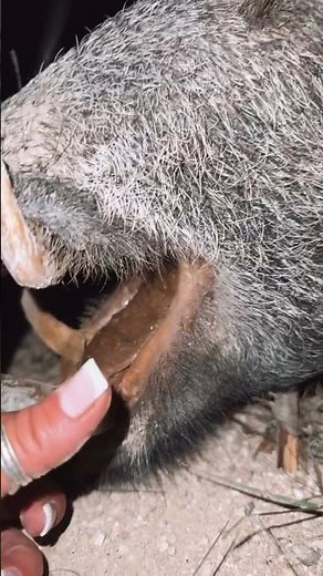 Hog hunting with the HK Kit