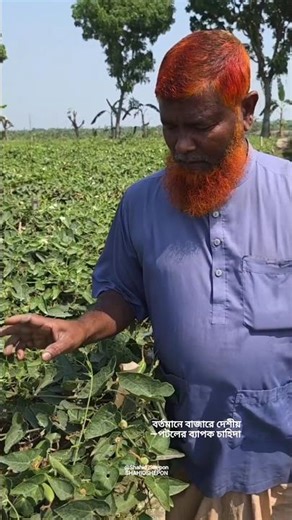 দেশীয় পটলের ব্যাপক চাহিদা, বাজারে দাম ও ভালো যাচ্ছে #shorts #agriculture #everyone #share #subscribe