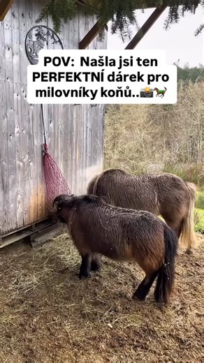 Perfektní dárek pro jezdce koňů..📸🐎#koně #jezdectví | GoVision Equestrian CZ