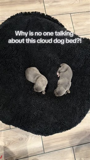 If your dog loves soft, plush, cozy spots… this cloud K9 chenille pet bed is actually worth it. It’s thick, washable, comes in multiple sizes, and has thousands of reviews backing it up. My dog climbed in and hasn’t moved since. Perfect for small dogs, medium dogs, anxious dogs, or pups that love round donut beds. Free shipping makes it even better. #dogbed #petessentials #cozydog #smallbusinessfind #dogmomlife