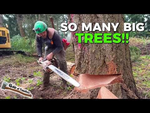 Hog After Hog! Big Lot Clearing Logging Job — Part 1