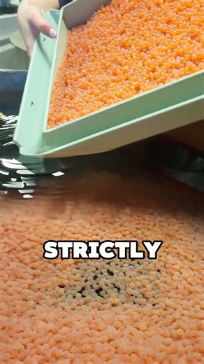 Why Salmon Eggs Are Harvested This Way…🐟?!