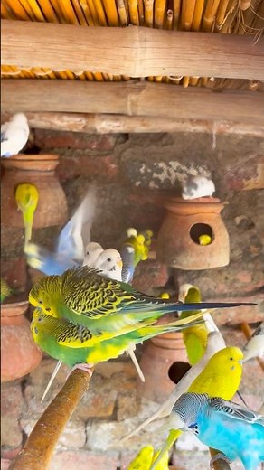 Budgies Mating | Cute Budgie Pair Bonding 🦜