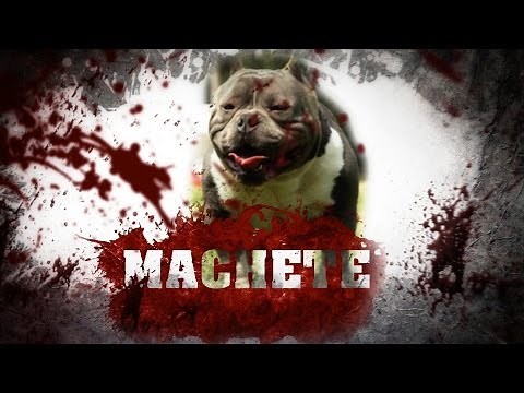 MICRO AMERICAN BULLY - MACHETE