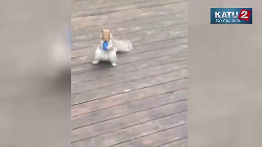 1M views · 2.6K shares | A Washington woman says a squirrel bandit has stolen nearly 150 bulbs from her Christmas light decorations! Though we must admit, the little thief is pretty cute. | KATU News | Facebook