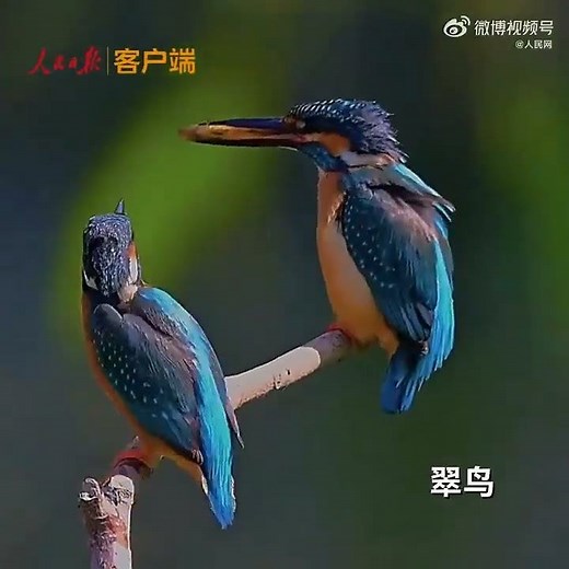 【聽！鳥類大合唱奏響大自然的樂章】當鳥鳴與音符同頻共振，每一聲啁啾都是大自然的五線譜。鳥類，是地球生態系統中不可或缺的重要一環。盛夏之際，萬物繁茂，共同守護藍天精靈，共築和諧生態家園。