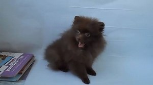 1.2K views · 223 reactions | Chocolate pomeranian via Natalia Timoshenko | BuzzSharer Pomeranians | Facebook