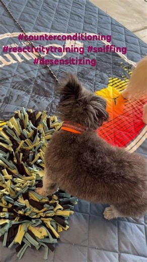 Training Outdoor #snufflemat #counterconditioning #positivereinforcement