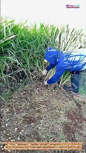 Mountain Grass Harvesting with Traditional Sickle