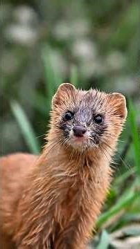 The Tiny Weasel That Fears Nothing Stay Till The End #shorts #wildlife
