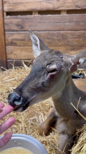 Fuzzy Fawn Wildlife on Instagram: "We practiced standing today and he’s eating. What I learned from my last two posts is that many people don’t read captions but ask questions that are literally answered in the caption. Secondly the biggest question is did I give pain medication or literally yelling at me accusing me for not giving pain meds when again if they read my caption they would know what was given. Thirdly telling me to put “it” down, I’m letting “it” suffer. Just to be clear no deer su