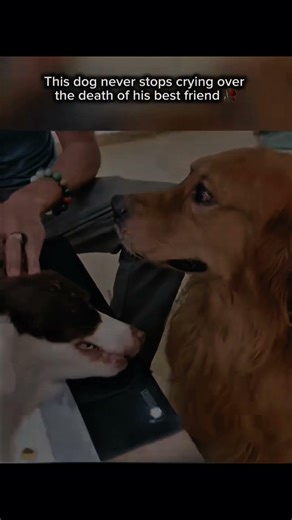 Poor Dog Crying 😭 #sad #heartbroken
