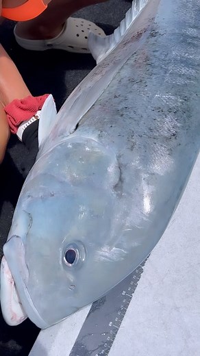 Who can recommend a better way to lift these big fish? Haha struggling 😂 #fishing #angler #fishingaddict | Fish Huntress Amy