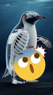 The Real Reason Penguins Stay in the Southern HemispherePenguins vs The Equator Explained