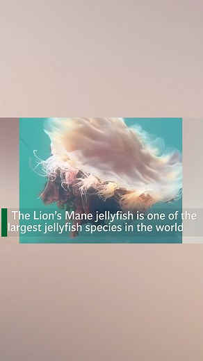 Video shows a Lion’s Mane jellyfish floating in Roaring Water Bay, Co. Cork. The Lion’s Mane jellyfish delivers a powerful sting that can be very painful to humans. The Irish Coast Guard has issued a national warning after reports of many painful stings received by swimmers. | Irish Independent