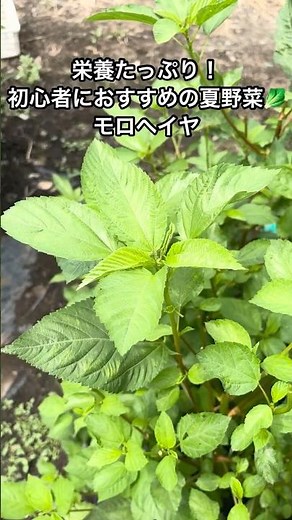 モロヘイヤは摘芯するだけで収穫量アップ！🌿 家庭菜園初心者にも育てやすく、夏バテ対策にもおすすめの栄養満点野菜です。冷凍保存のコツや食べる際の注意点も紹介します！