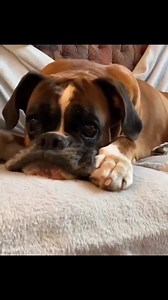 101K views · 3.2K reactions | This is not a German boxer ,…it is a shark boxer #boxerpuppy #boxerdogcentral #boxerdogfans #boxerdog #boxerdogsofinstagram #boxerpuppies #boxerlove | Boxer Fans | Facebook