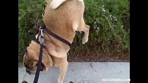 2.7K views · 233 reactions | Awesome Pug! | Hatch Keen | Facebook