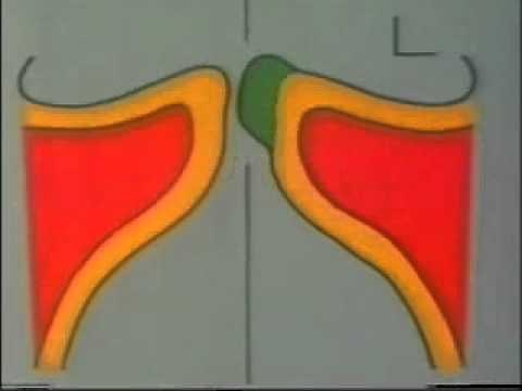 Vocal Cord Vibration - Minoru Hirano, MD