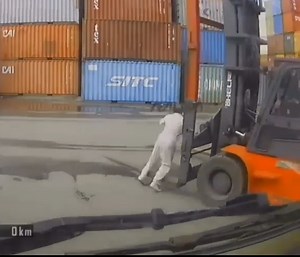 Old Man Tragically Crushed By Forklift At Port
