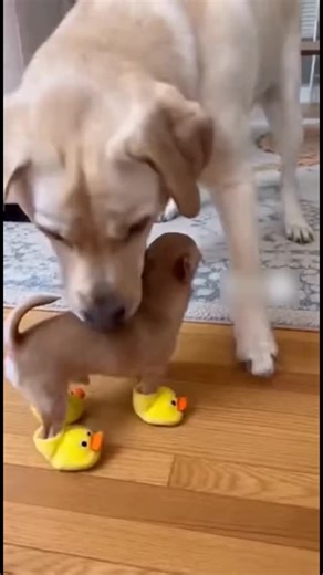 Labrador retriever universe on Instagram: "it’s ai but still funny 🤣🤣🤣 🎥 👉 Credit : lalamoments1 On TikTok (All rights belong to the original owner) # 📨 For credit or removal requests, contact @labrador_retriever_universe (No copyright infringement intended) # ✨ Follow us for more fun and adorable content! @labrador_retriever_universe # #labradorretriever #labradorretrievers #labradorretrieverpuppy #blacklabradorretriever #labradorretrieversofinstagram #yellowlabradorretriever #chocolatela