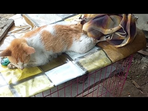 treating a cat s broken leg