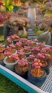 214K views · 9.5K reactions | Beautiful ideas for your succulents 華 | Succulents | Facebook