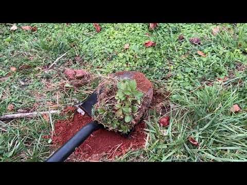 Transplanting Cycle - Temperate Syntropic Agroforestry